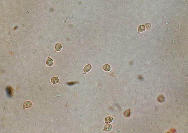 Camarophyllopsis atrovelutina  (Romagn.)  Argaud